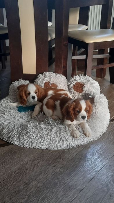 Cavalier King Charles Spaniel