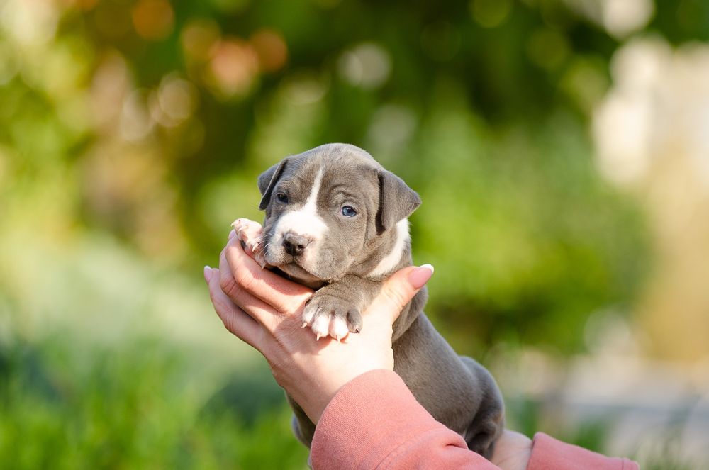 Дві гарнюні цукерочки блакитні дівчинки ..