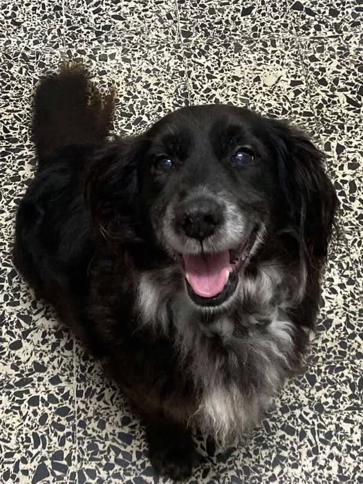 Adoção Responsável - Cão