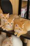 British golden shorthair