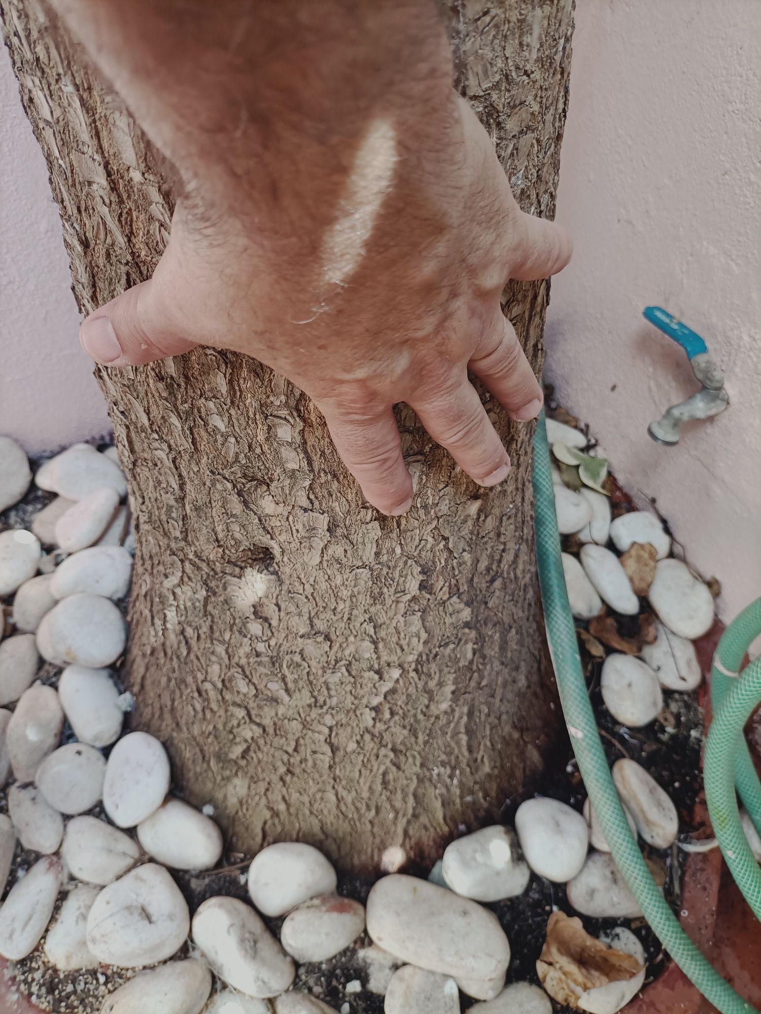 Vendo planta yucca.