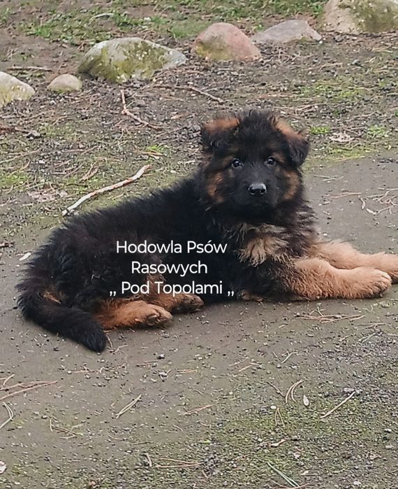 Super szczeniak /Owczarek niemiecki długowłosy