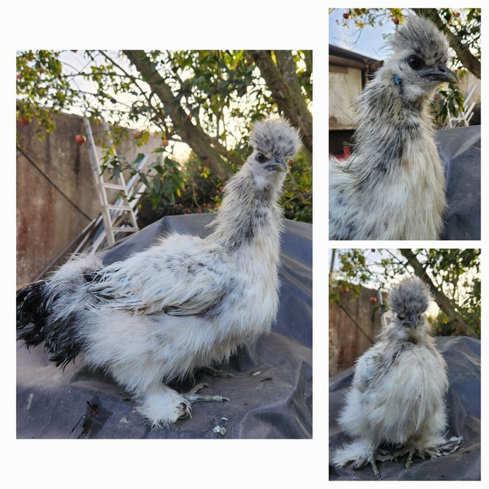 Galos de várias raças para venda