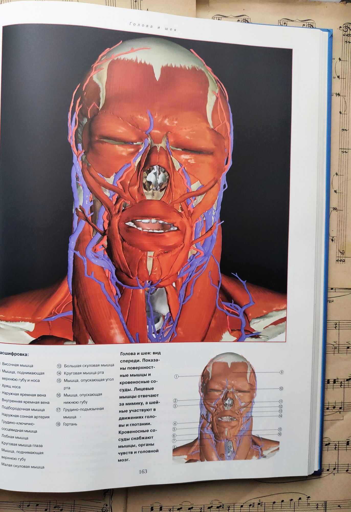 Новый атлас анатомии человека , Т.Маккрекен, Р.Уолкер 335x250x25