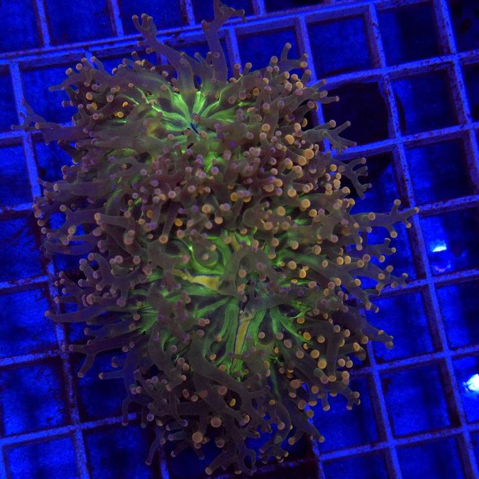 Euphyllia Paradivisa Fluo Mouth (2 głowy)