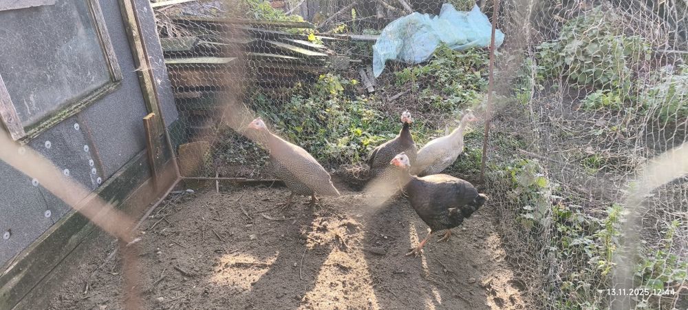 Perliki młode (lawendowe, jarzębate)