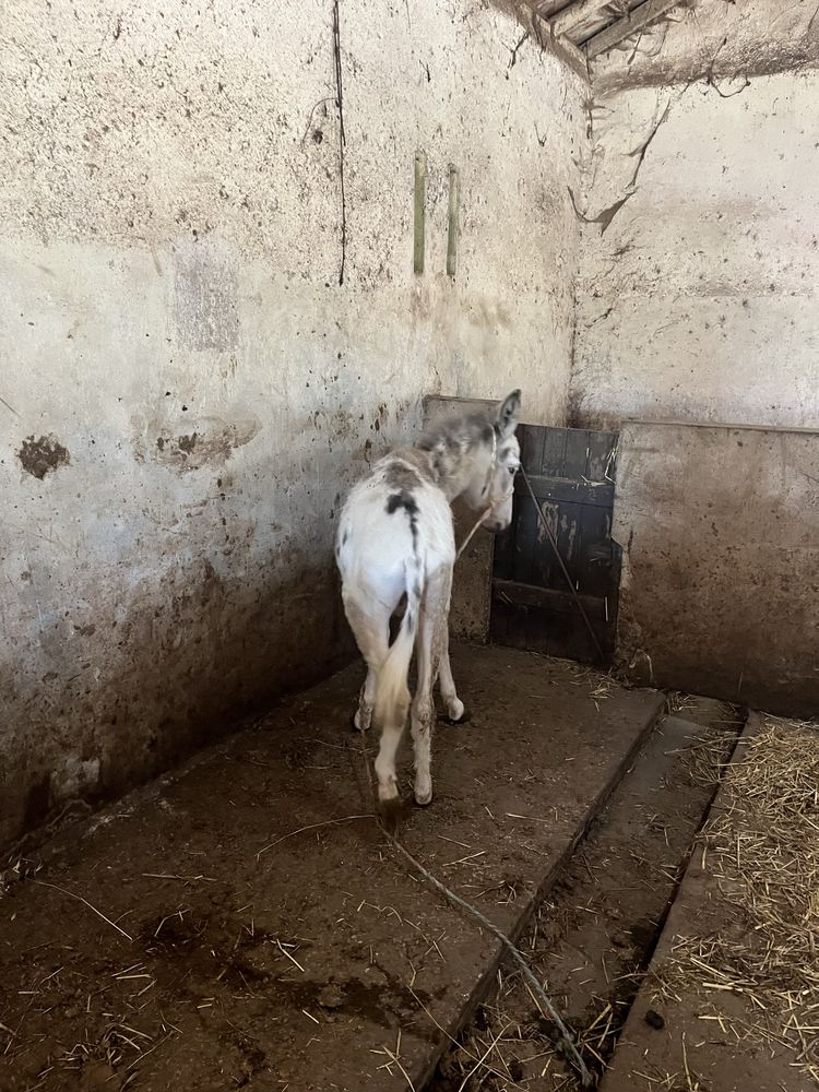 Burrinho anao malhado