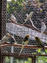 Papugi faliste młode