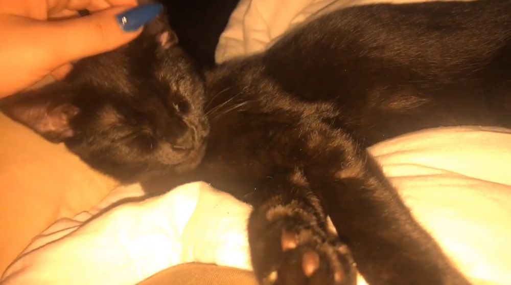 Tenho gatas para dar