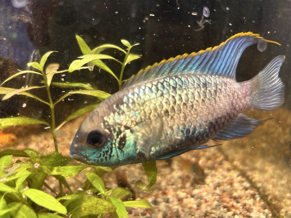 Akara electric blue (para)