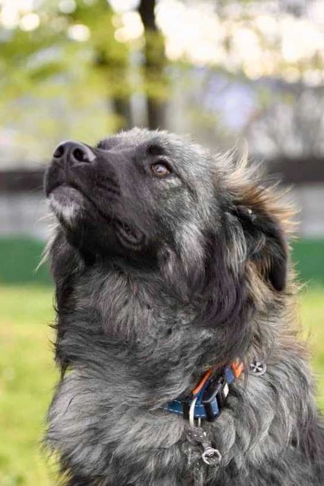 ROMUALD  1 rok , spokojny uratowany w Bułgarii do adopcji