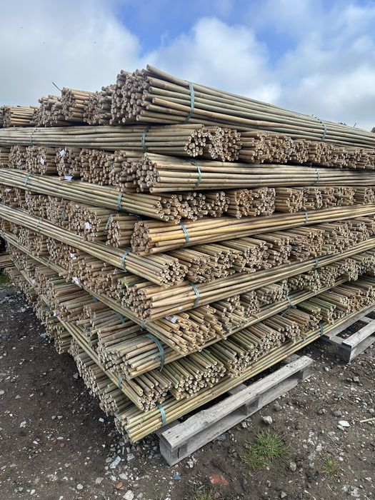 Tyczka Bambusowa Sadownicza 28/30 295. Szeroki wybór rozmiarów