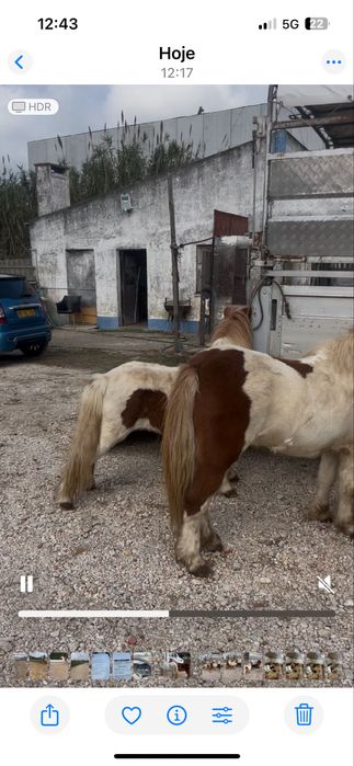 Poneis femeas e machos