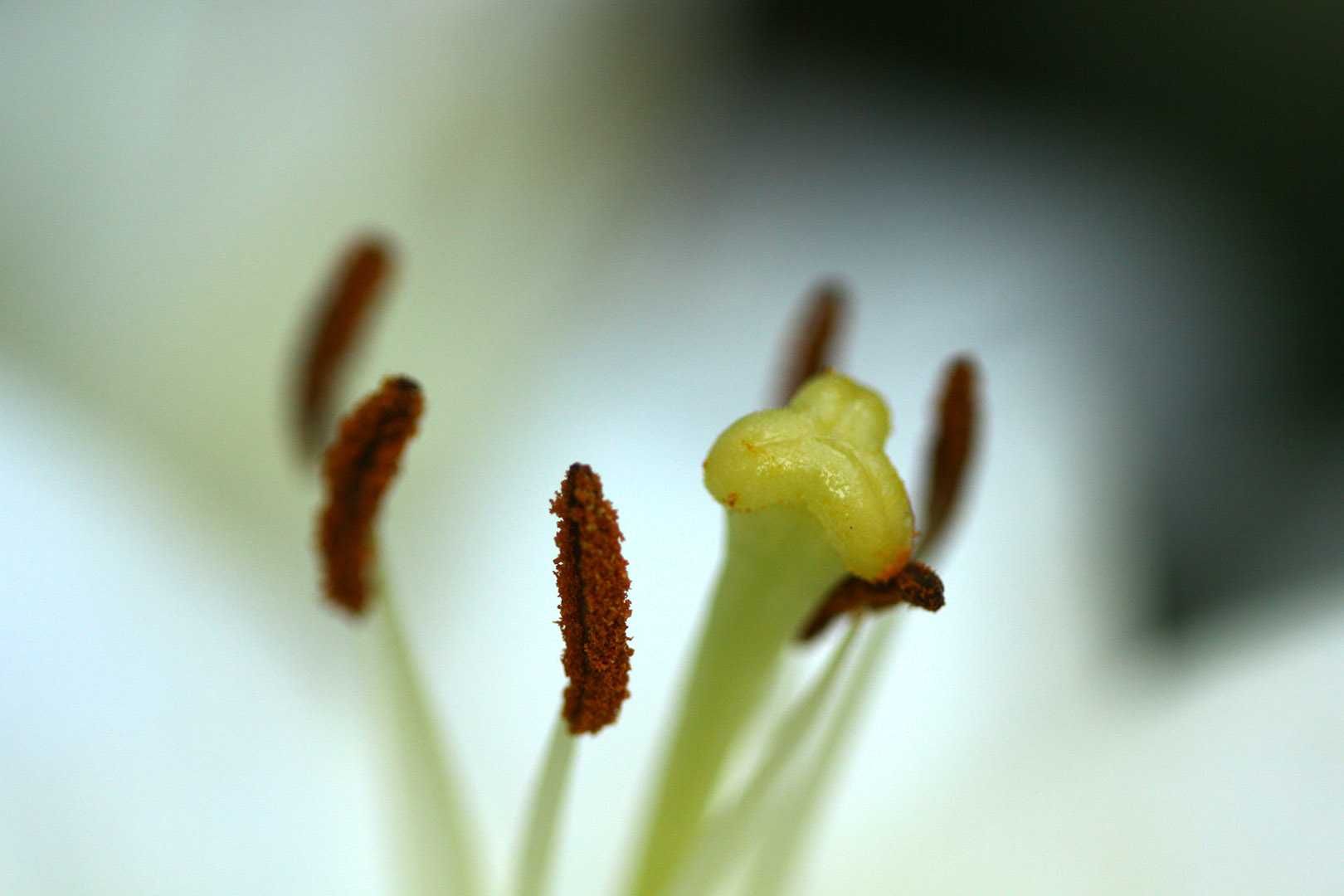 Canon EF 100mm f/2.8 Macro USM - предметна, стоматологія, природа