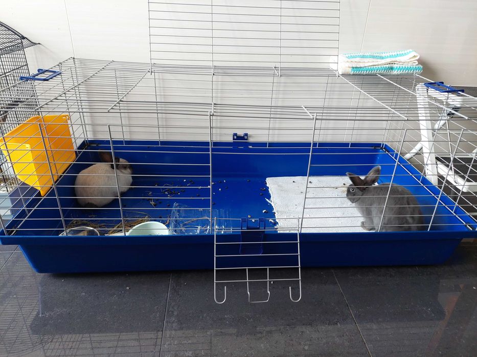 Gaiolas para coelhos