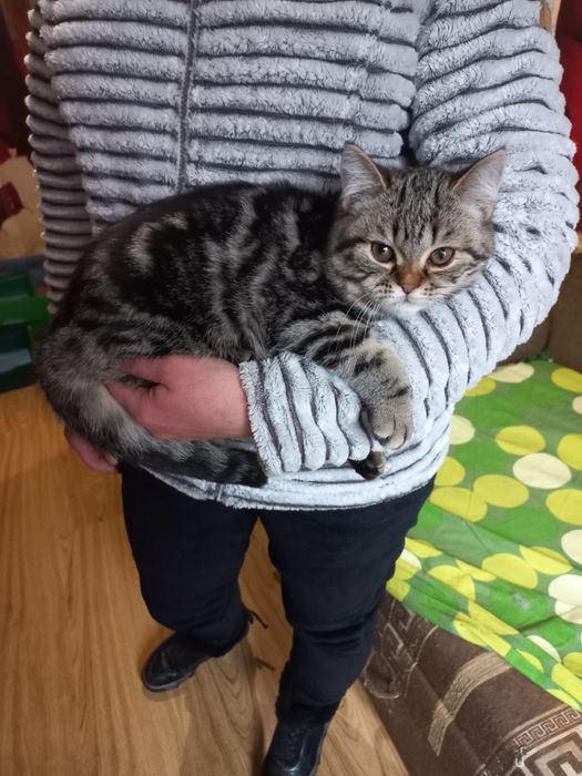 Мраморні кошеннята