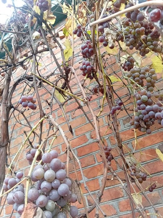 Дом в Змиеве — отличное место для жизни!