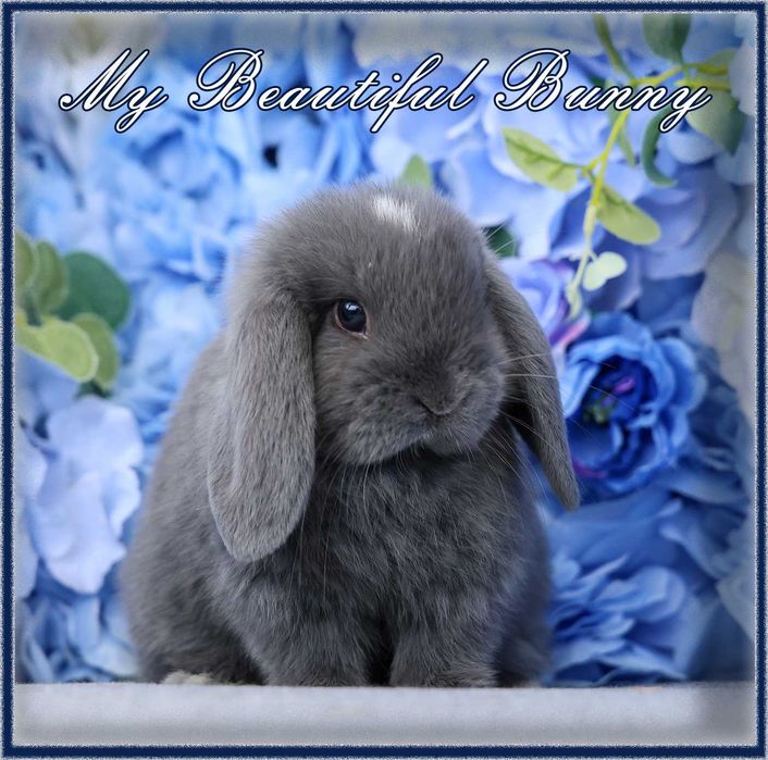 Piękny Królik Mini Lop - Niebieski
