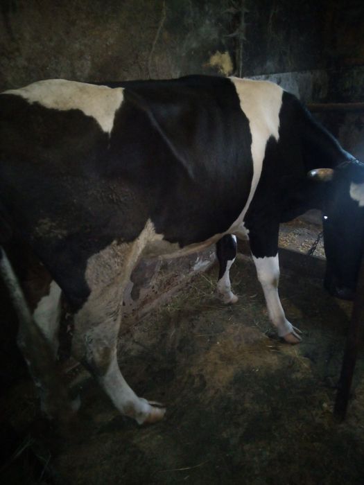 Продам добру молоду корову