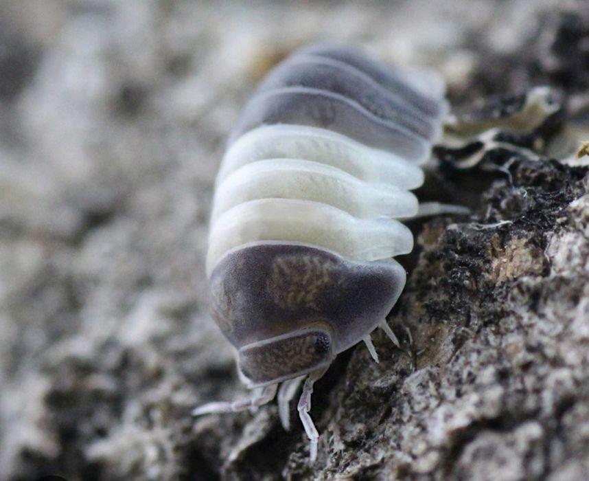 Mystery box z owadami