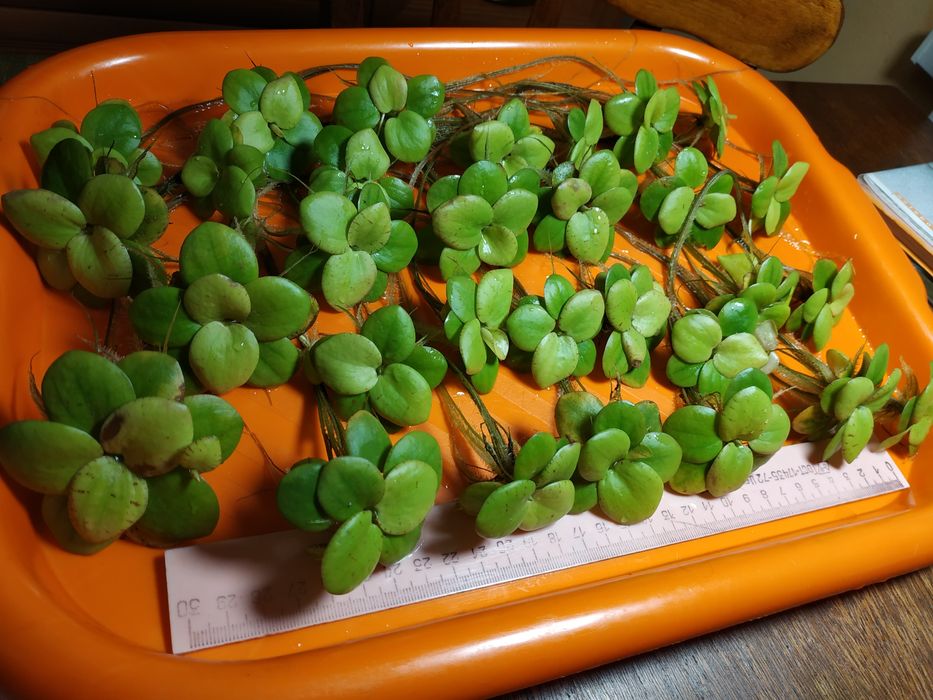 Рослини Акваріумні - Лімнобіум, Валіснерія, Мох , Роголисник