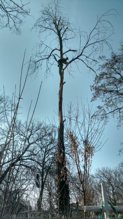 Арбористы,автовышка спил,обрезка деревьев Одесса 100% аккуратности