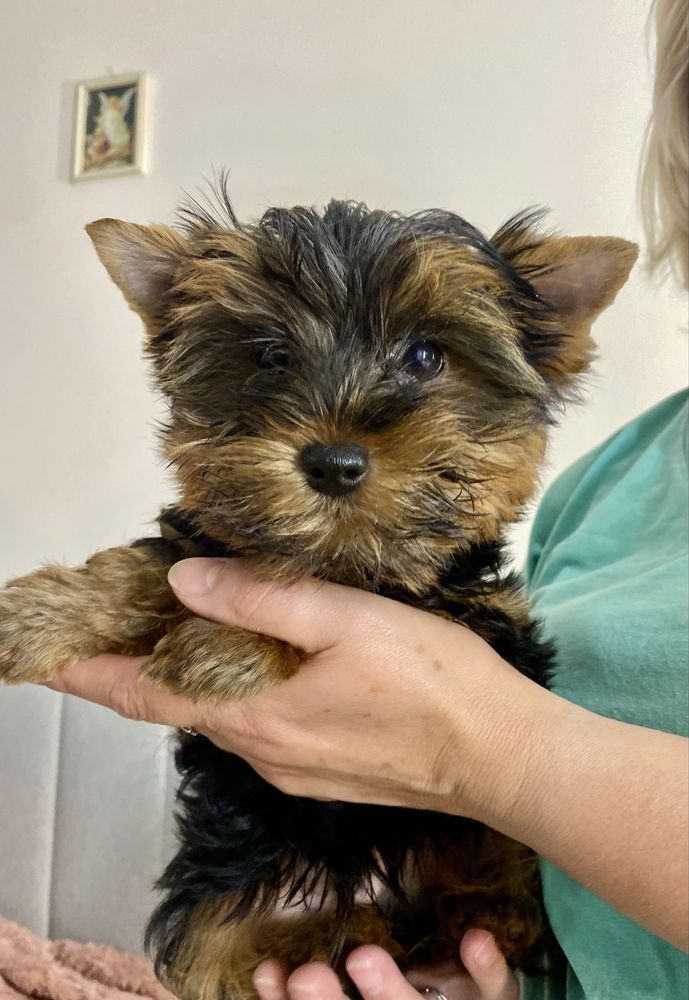 Yorkshire Terrier