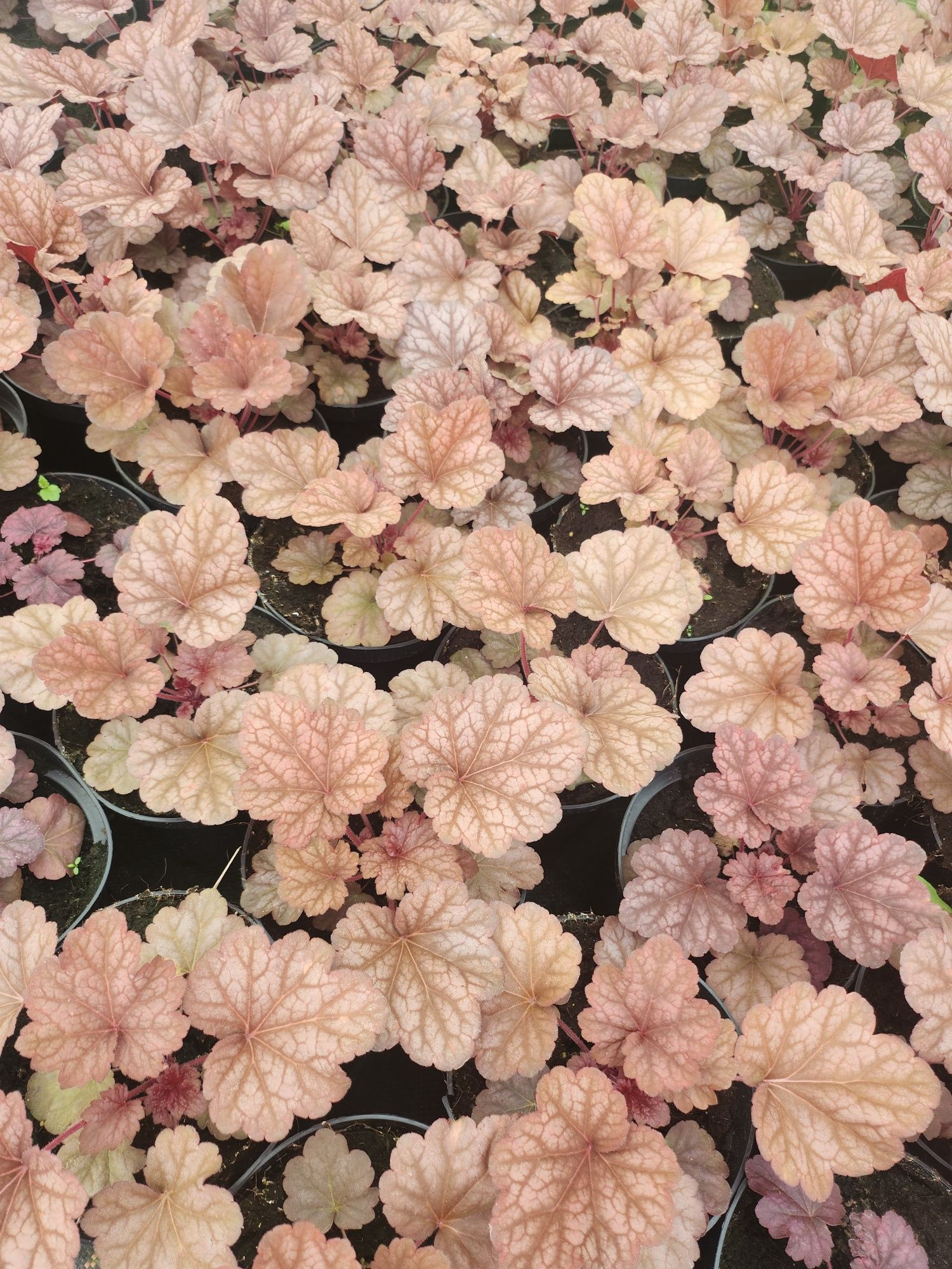 Żurawka ogrodowa, Heuchera mnóstwo kolorów