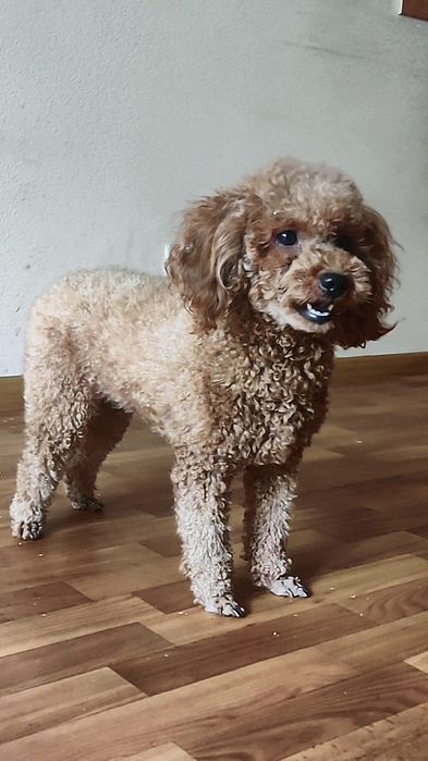 ‼️В разведение 1.4 года‼️