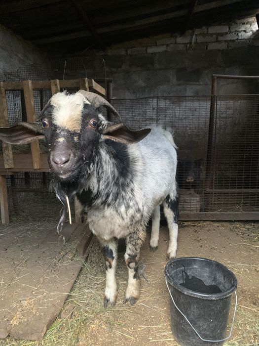 Козлик АН для парування (вʼязки)