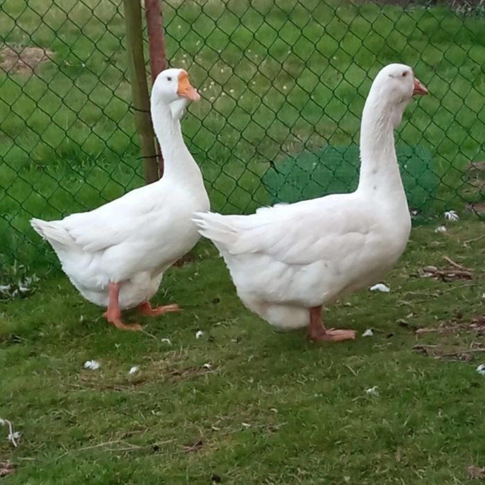 Gęsi  Chołmogory