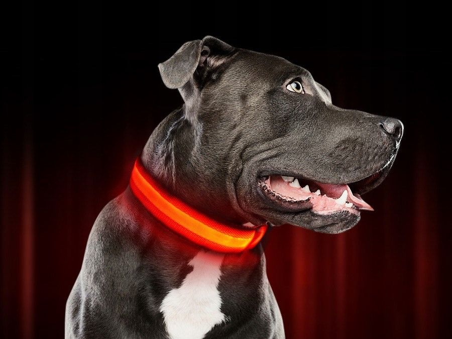 Obroża LED dla psa kota ŚWIECĄCA 3 fazy regulowana 39-44 cm rozmiar M