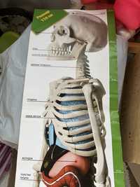 Скелет модель
