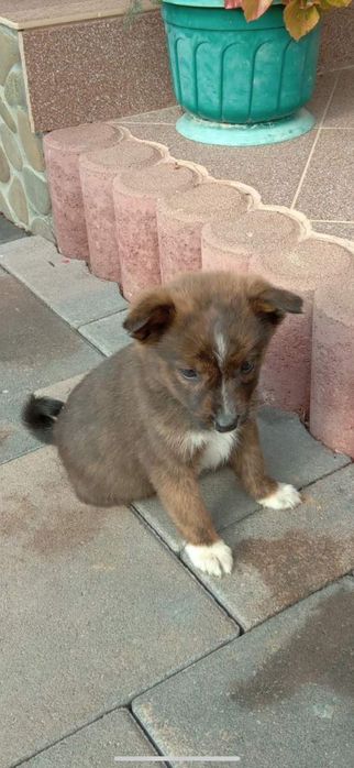 2 цуцики в хороші руки