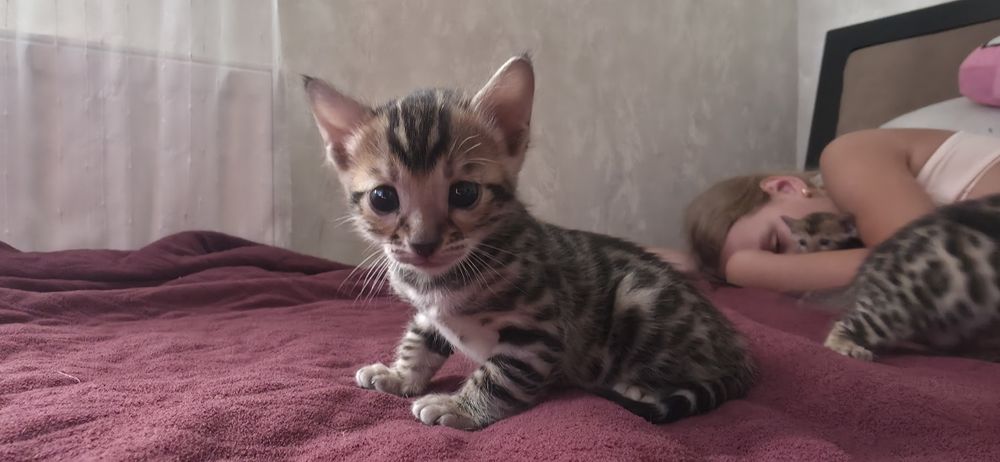 Бенгальські кошенята