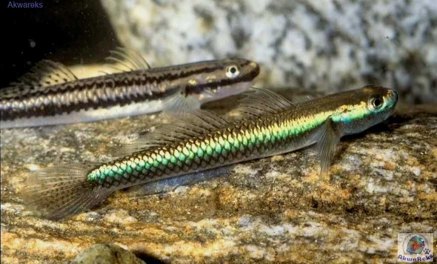 Babka Tęczowa - Stiphodon ornatus