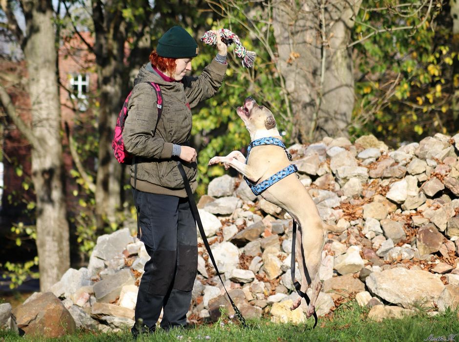 Piękna Pitbullka Renesme czeka na dom