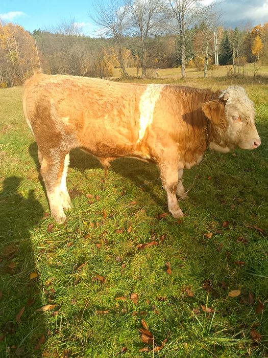 Sprzedam byczka simental