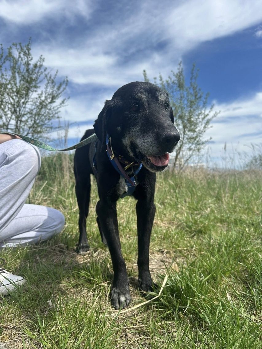 Wychudzony prawie labrador pilnie potrzebuje domu