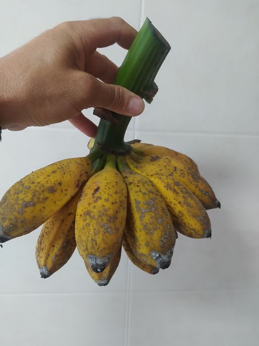 Bananeiras Maçã e Madeira