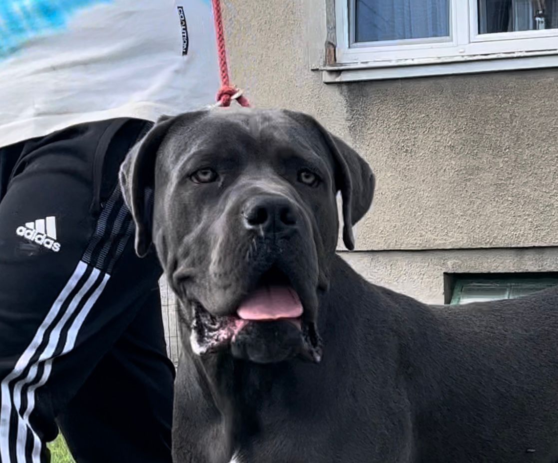 Cane Corso mocny szczeniak