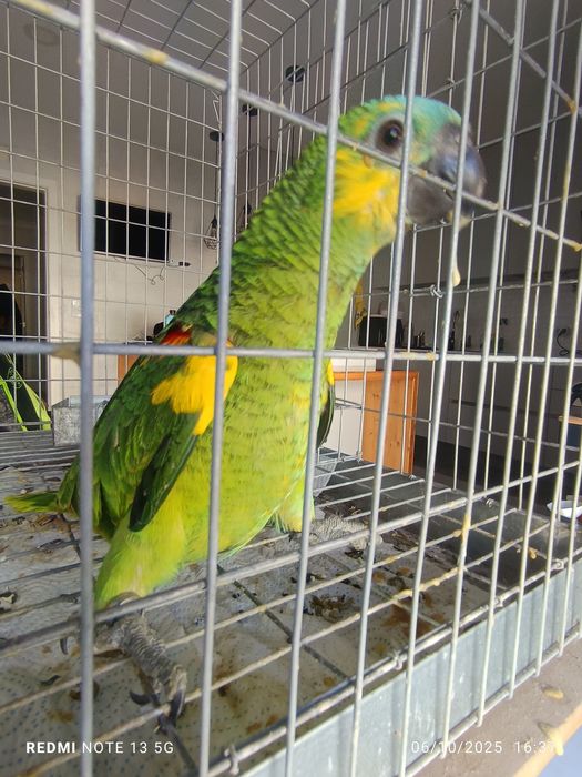 Aestiva para acabar de criar a mão