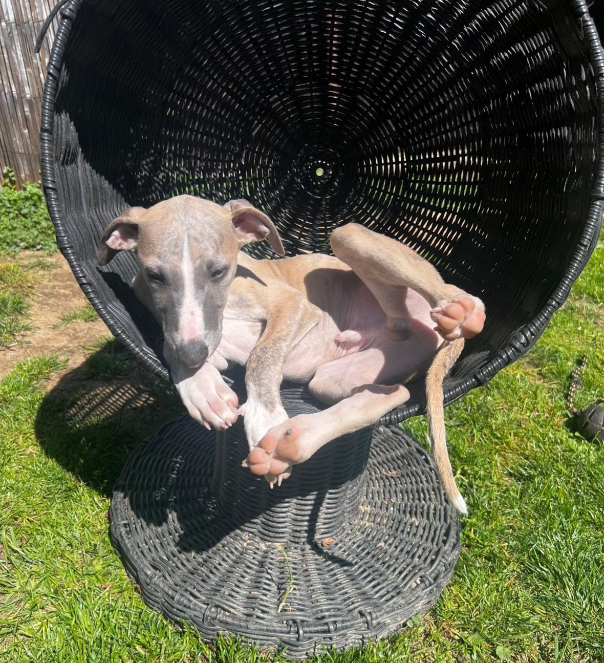 Whippet piesek FCI