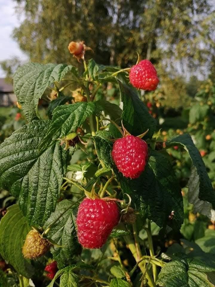 Malia Letnia 15szt, nadwyżka