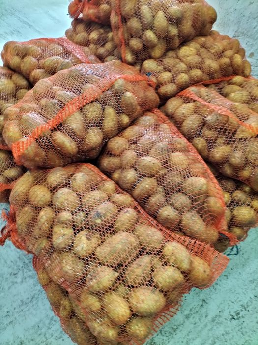 Ziemniaki Soraya Bella Rossa Mio Connect