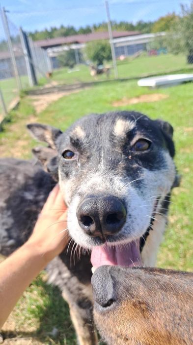 Łezka do adopcji