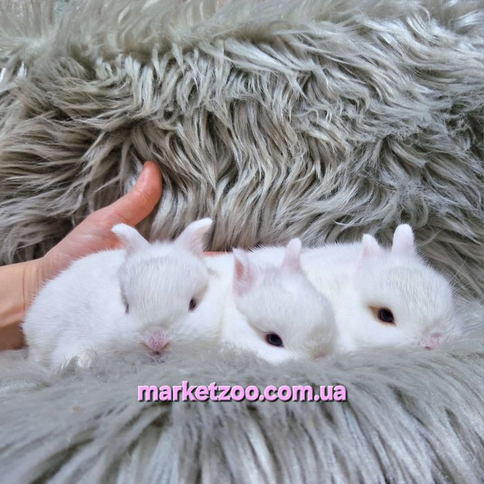 Міні кроленята Mini NDR карликовые карликовий карликові кроленята