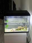 Aquario 40L com decoraçao