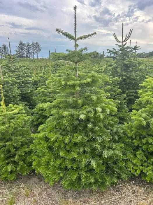 Choinki żywe z dostawą | Jodły kaukaskie prosto z plantacji | Do 2,5 m