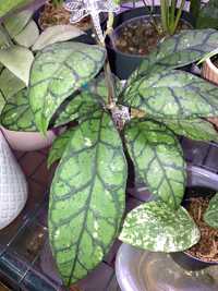 hoya callistophylla ukorzeniona